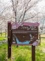 안태호 벚꽃길 안내판 썸네일 이미지