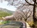 안태호 벚꽃길 썸네일 이미지
