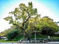 부여읍 상금리 상수리나무 썸네일 이미지