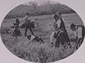1935년 광주공립여자보통학교 벼 수확 썸네일 이미지