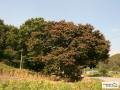 사미마을 보호수 느티나무 썸네일 이미지