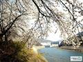 충주댐 벚꽃 풍경 썸네일 이미지
